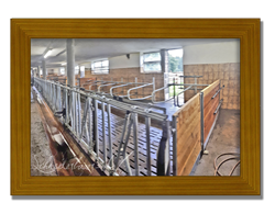 Schneiderbauer-Hof Lamprechtshausen - Fleckvieh-Kalbinnen Aufzucht